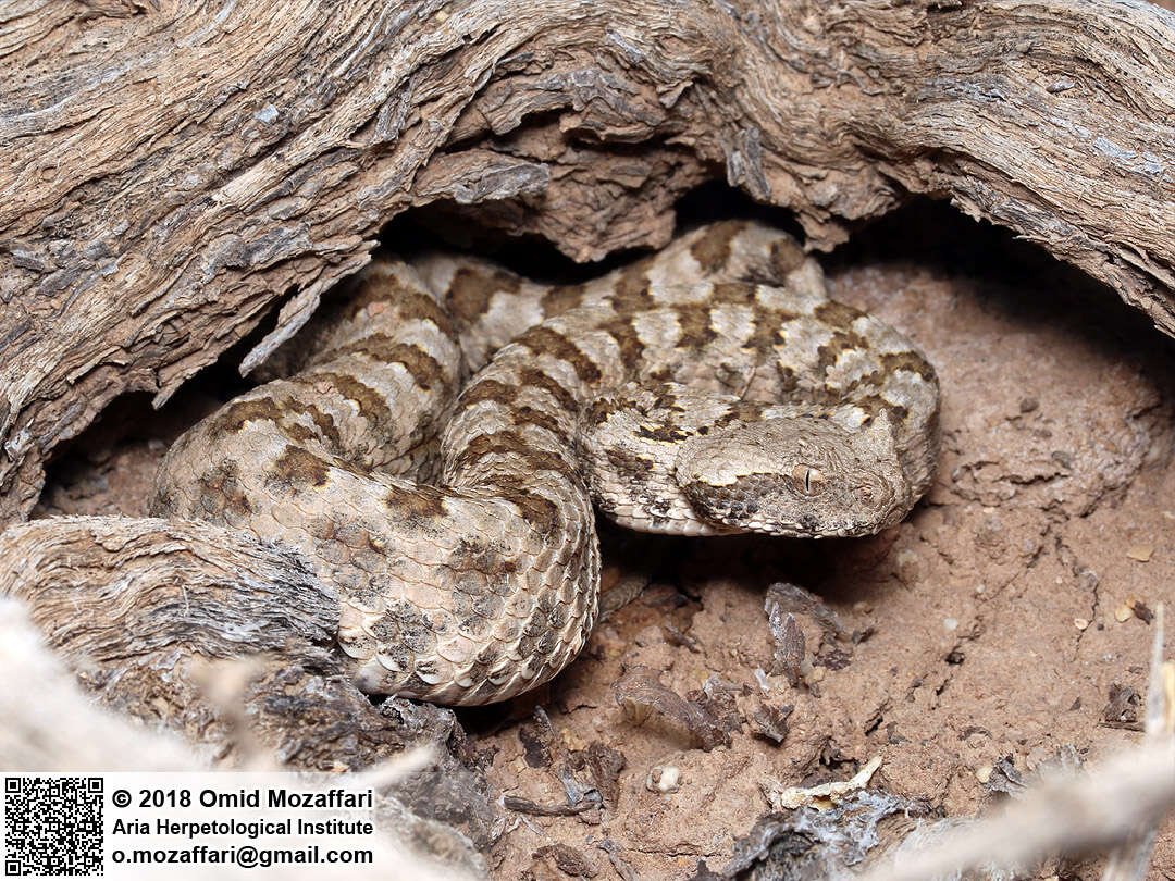 Image of Perisan Horned Viper