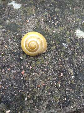 Image of Brown Lipped Snail