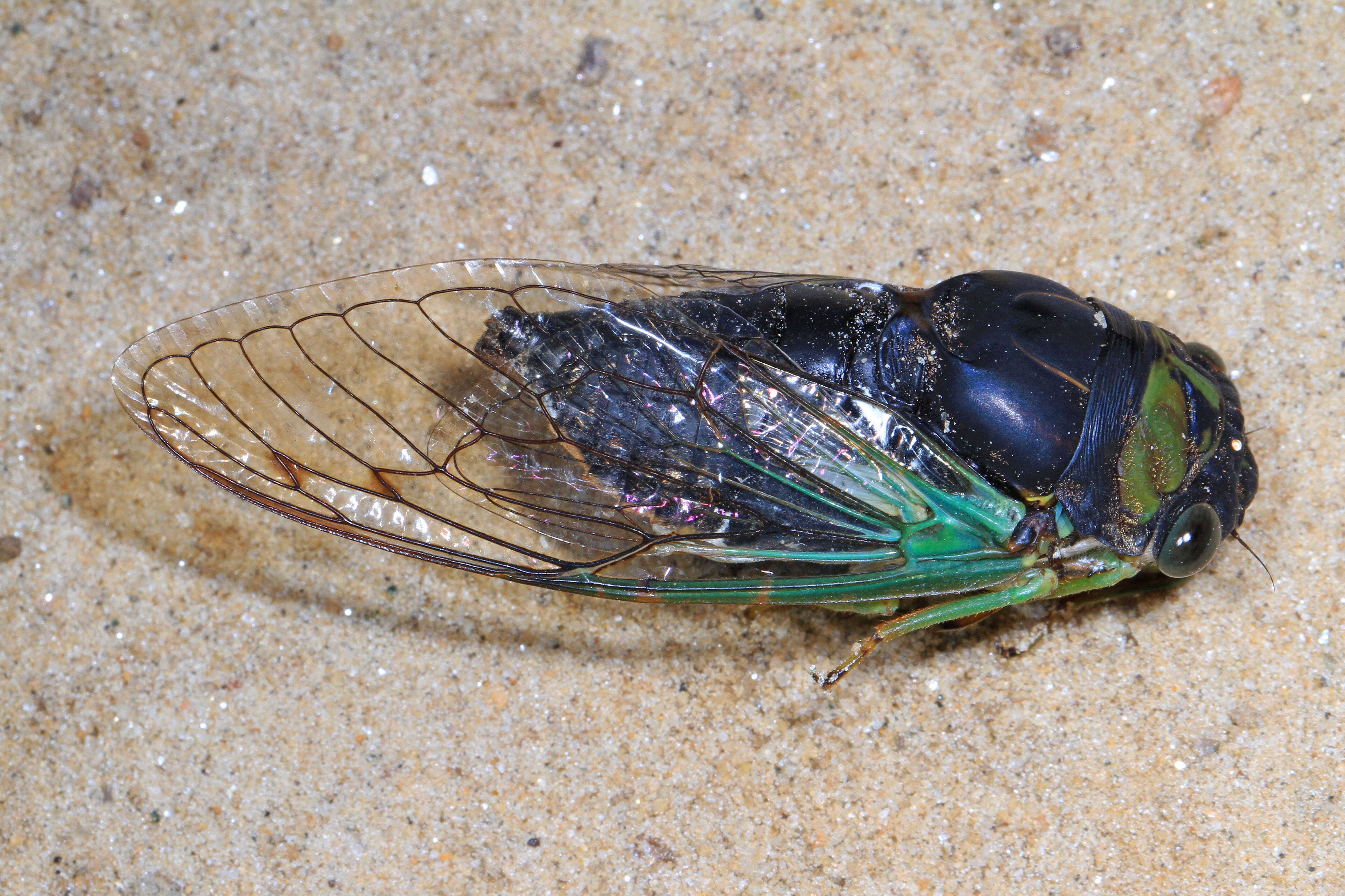 Image of Neotibicen tibicen (Linnaeus 1758)