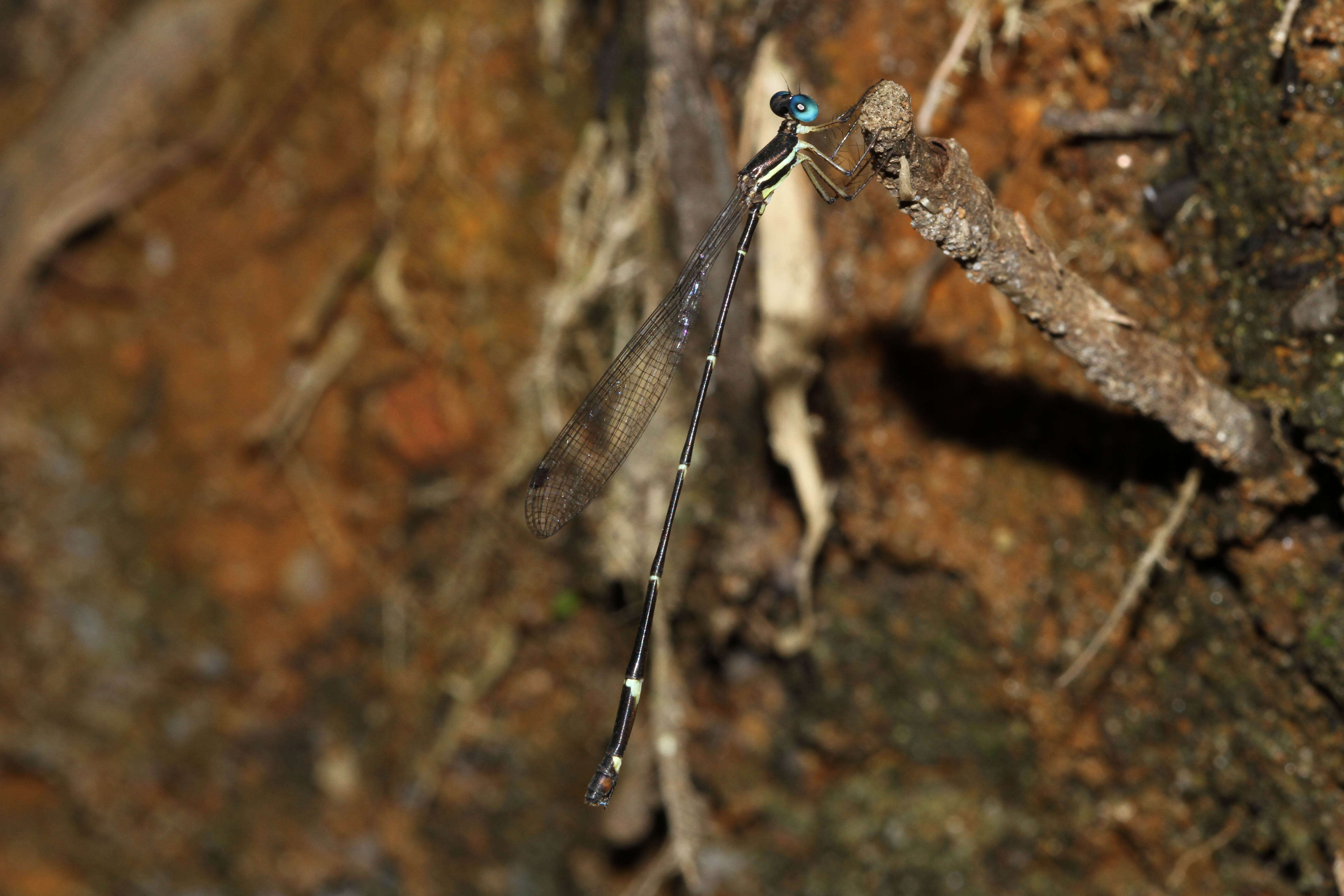 Protosticta cyanofemora resmi