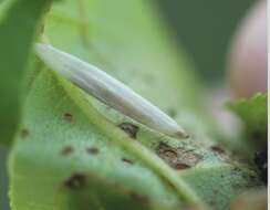 Image of Caloptilia cuculipennella (Hübner 1796)