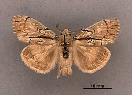 Image of Dasychira dominickaria