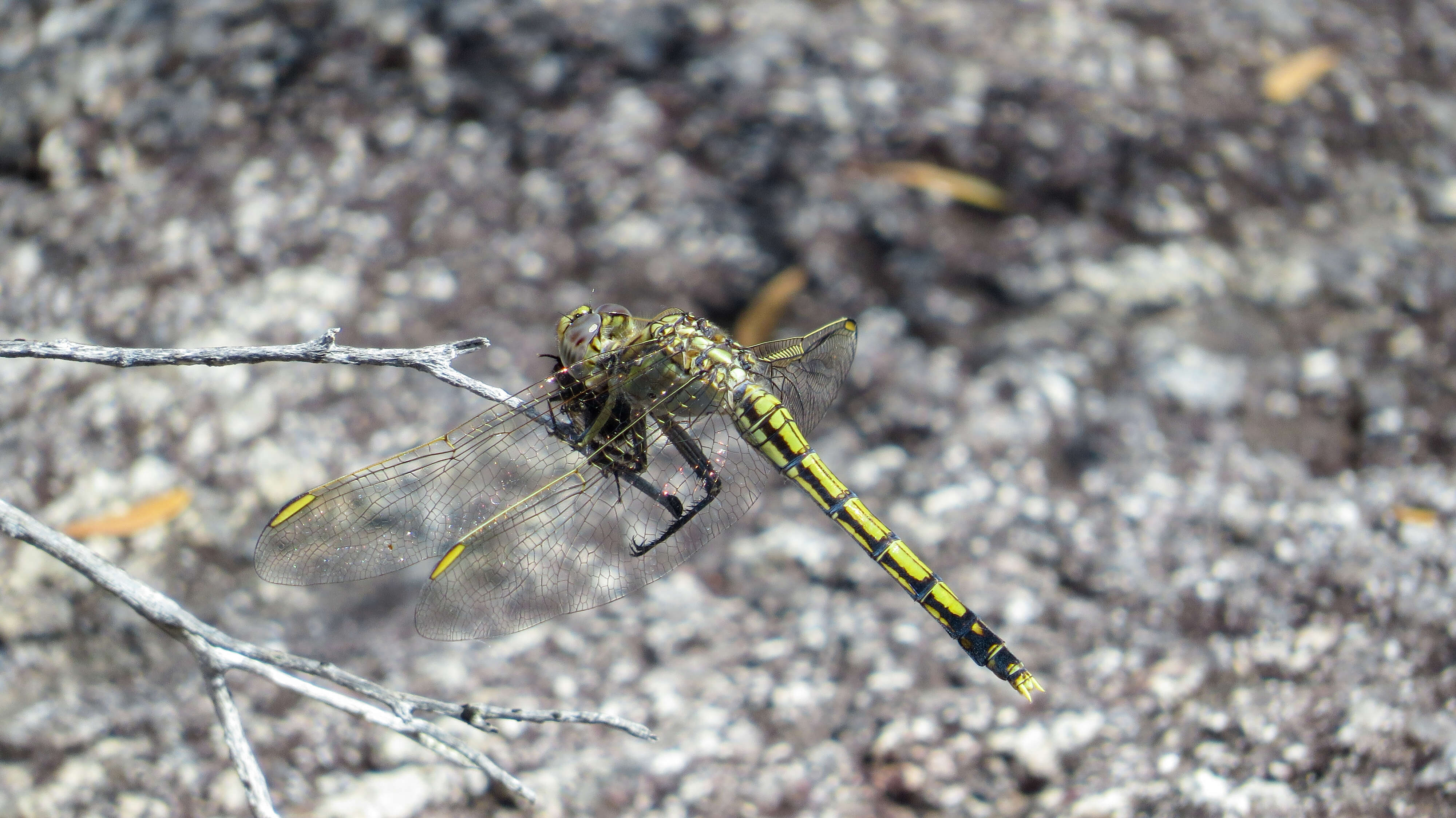 Image of Orthetrum caledonicum (Brauer 1865)