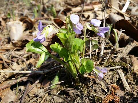 Слика од Viola mirabilis L.