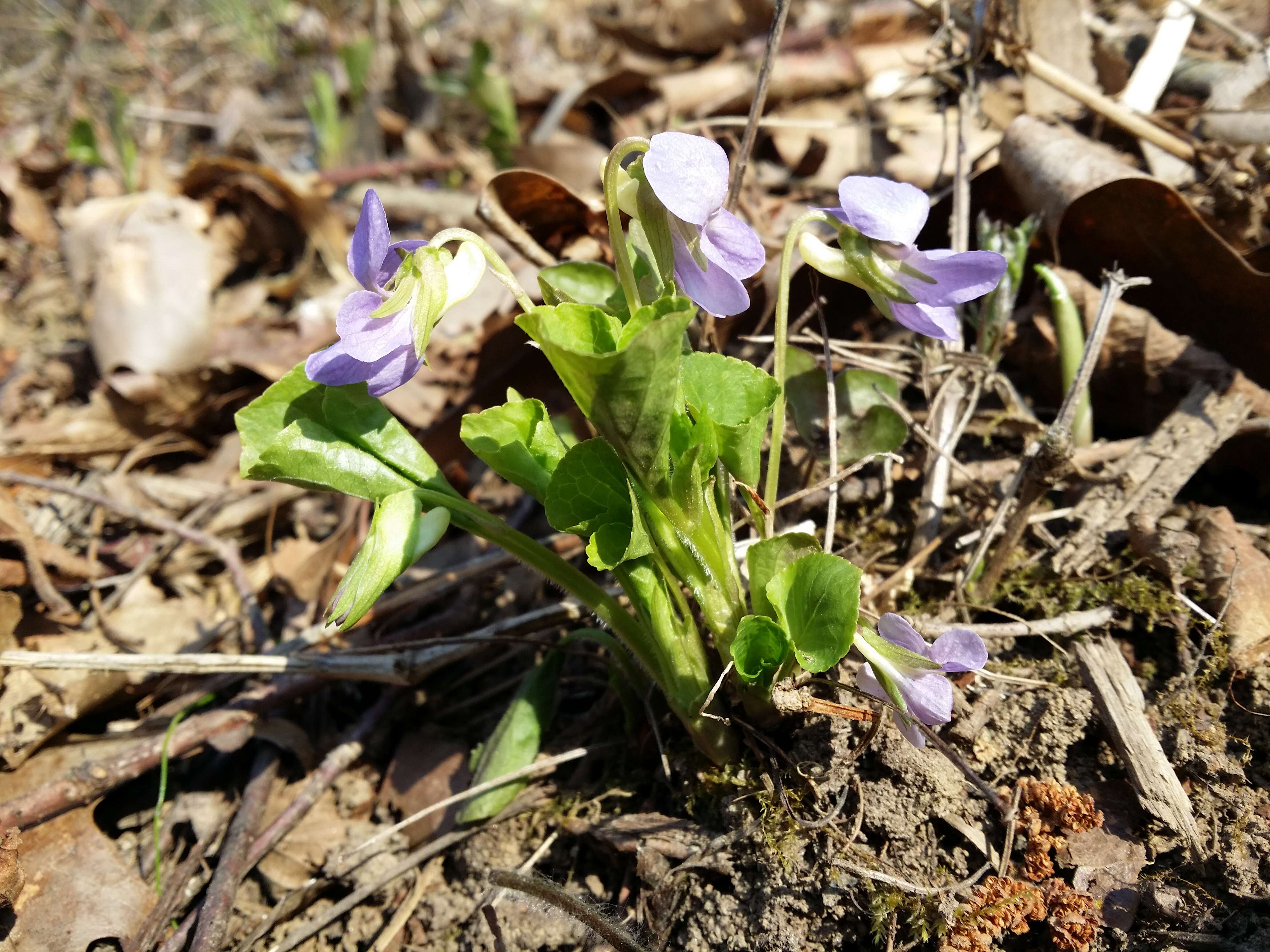 Слика од Viola mirabilis L.