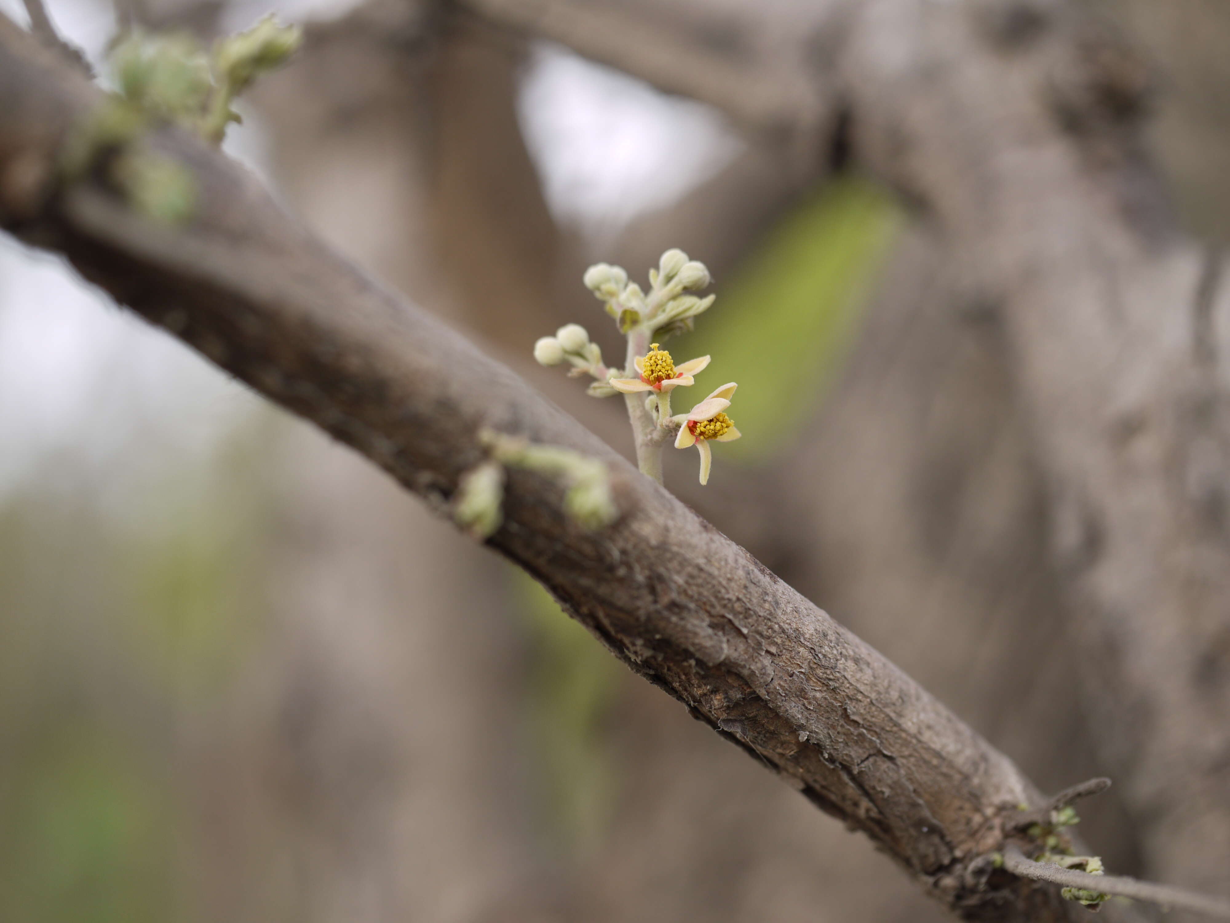 Image of Grewia tiliifolia Vahl