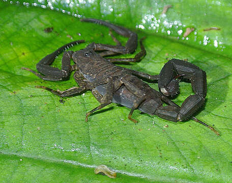 Image of Tityus obscurus (Gervais 1843)