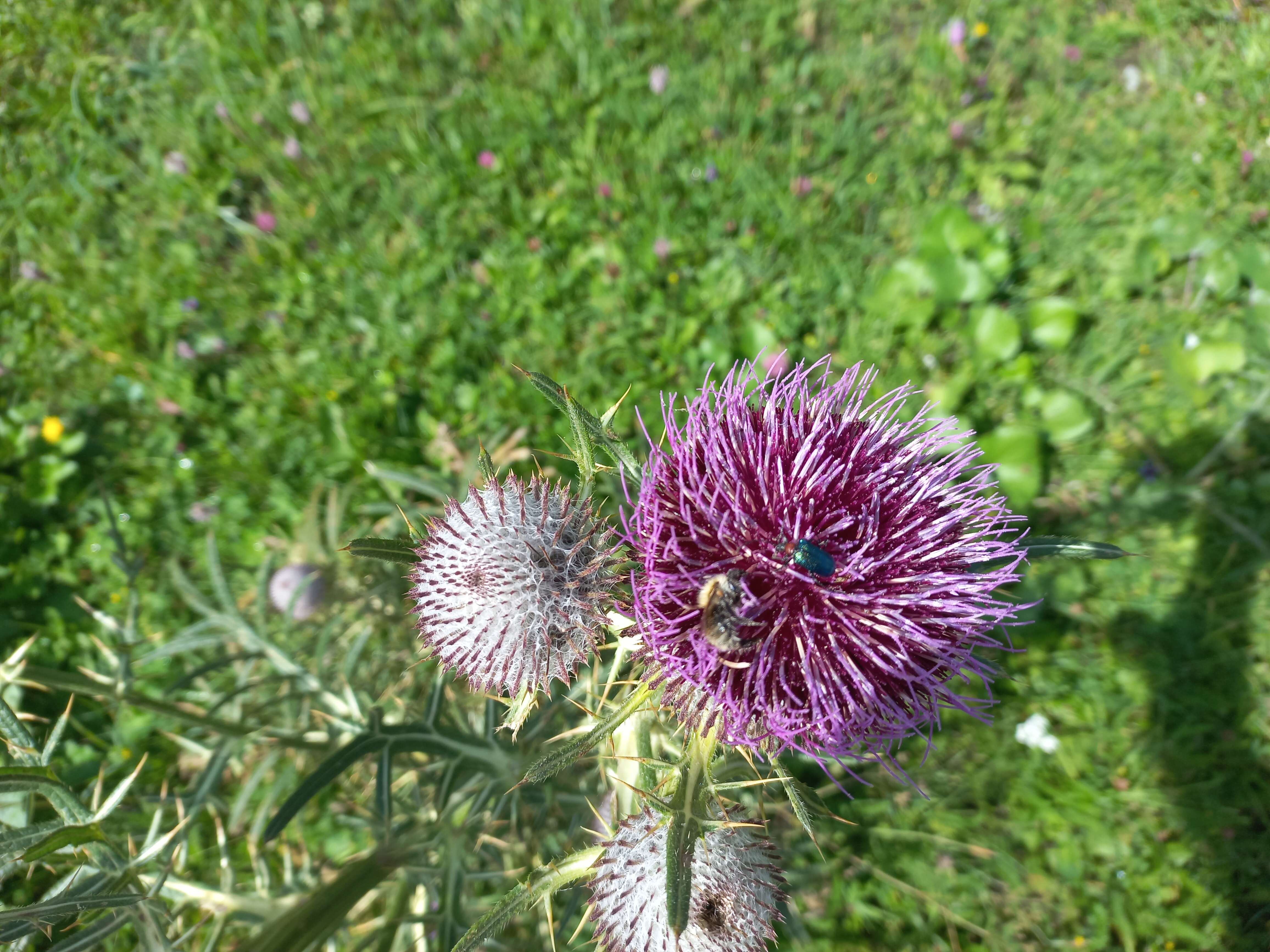 Image of woolly thistle