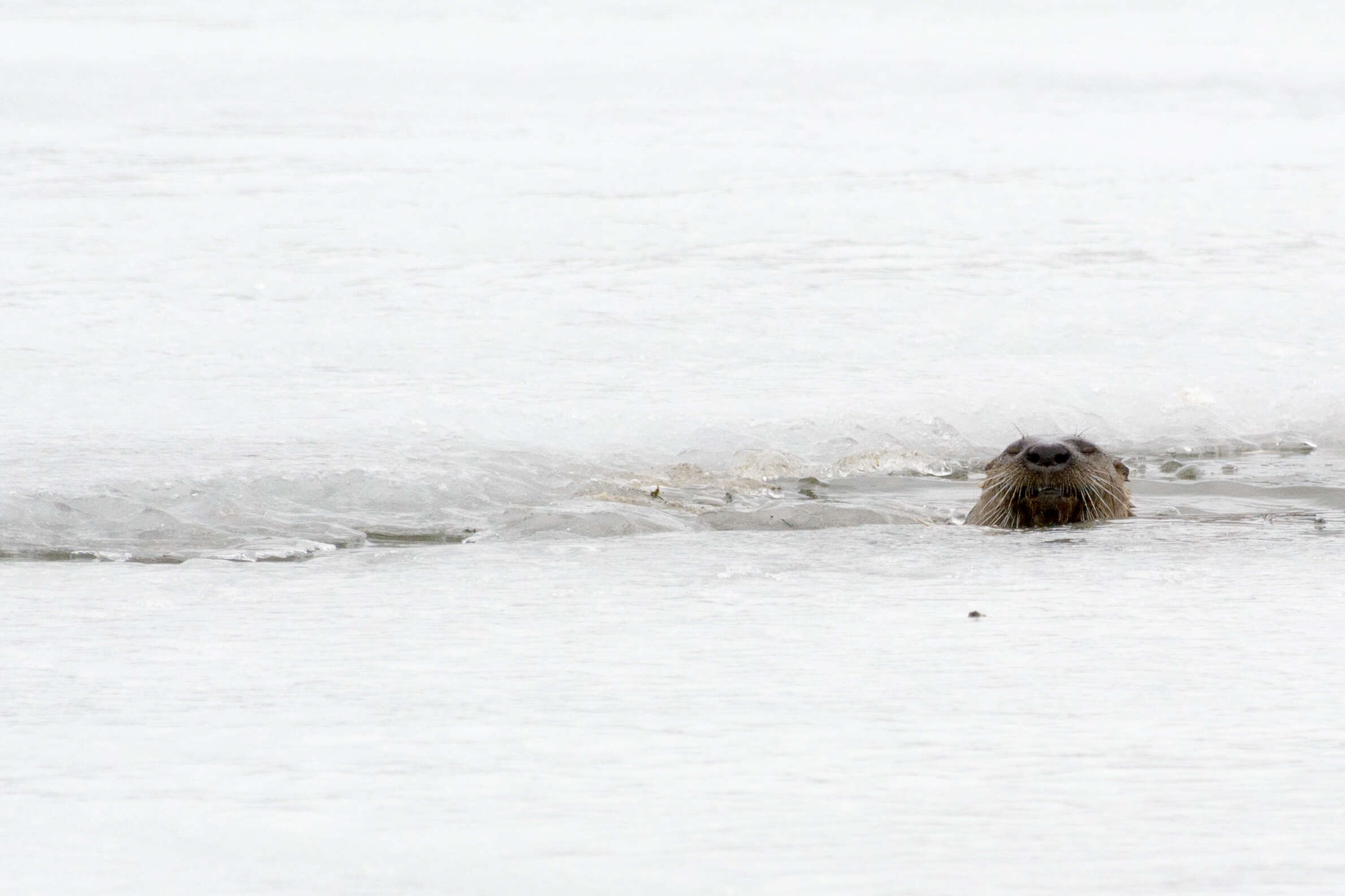 Image of Otter sp.