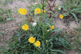 Plancia ëd Sonchus arvensis L.