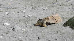 Image of Himalayan Marmot