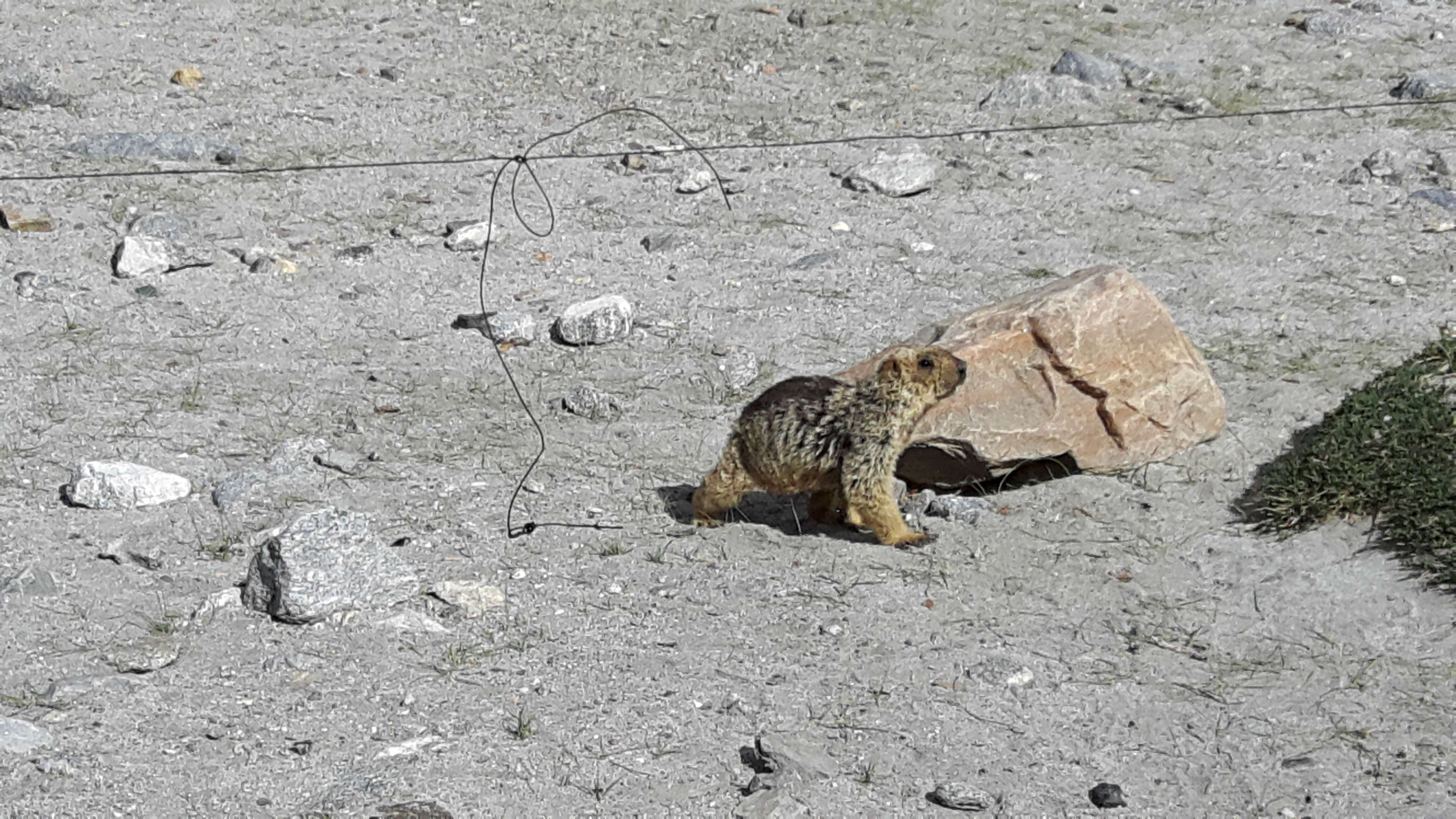 Image of Himalayan Marmot