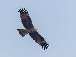 Image of Black Kite