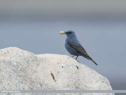 Plancia ëd Monticola solitarius (Linnaeus 1758)