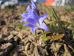 Image de Scilla luciliae (Boiss.) Speta