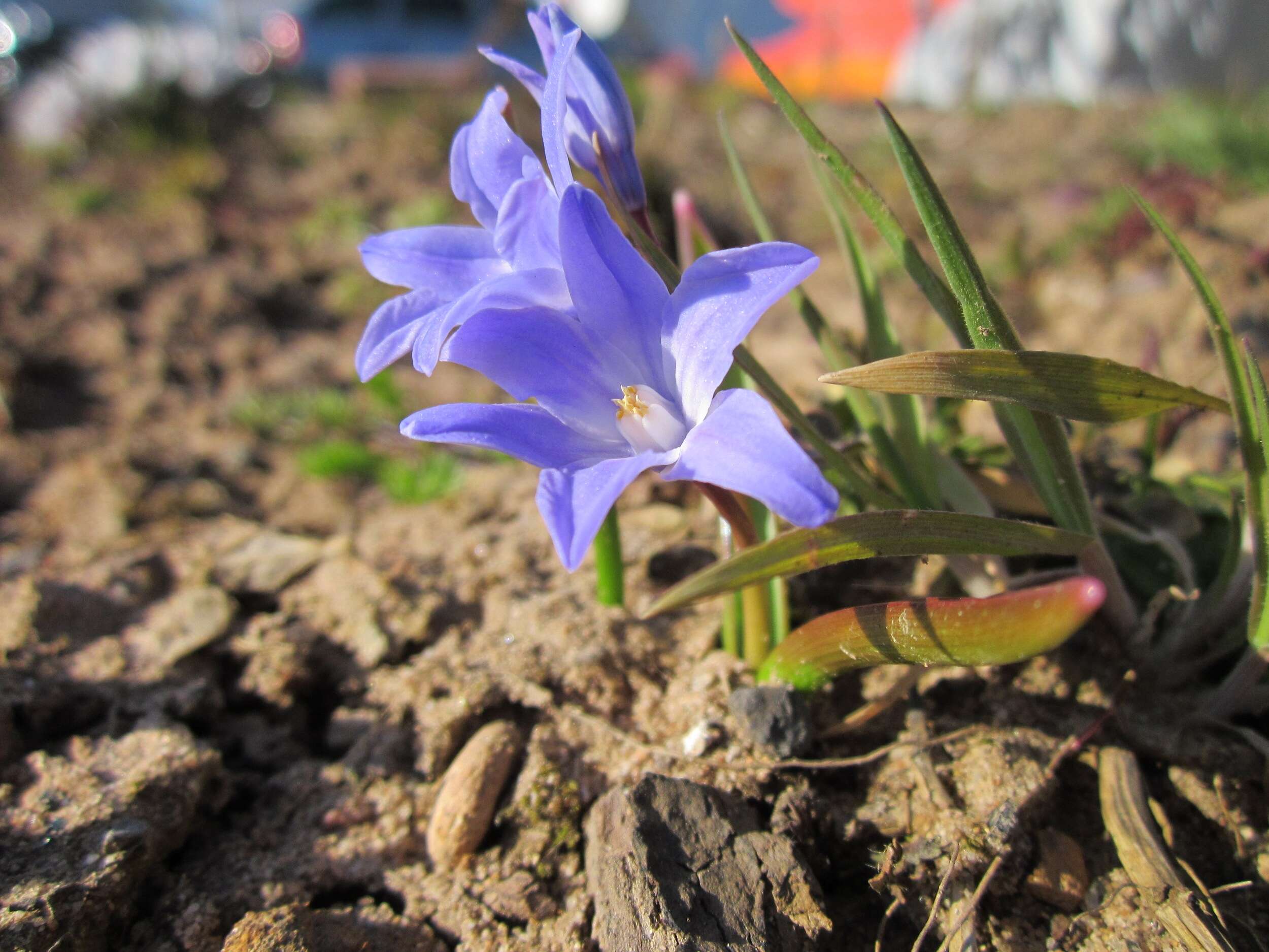 Image de Scilla luciliae (Boiss.) Speta