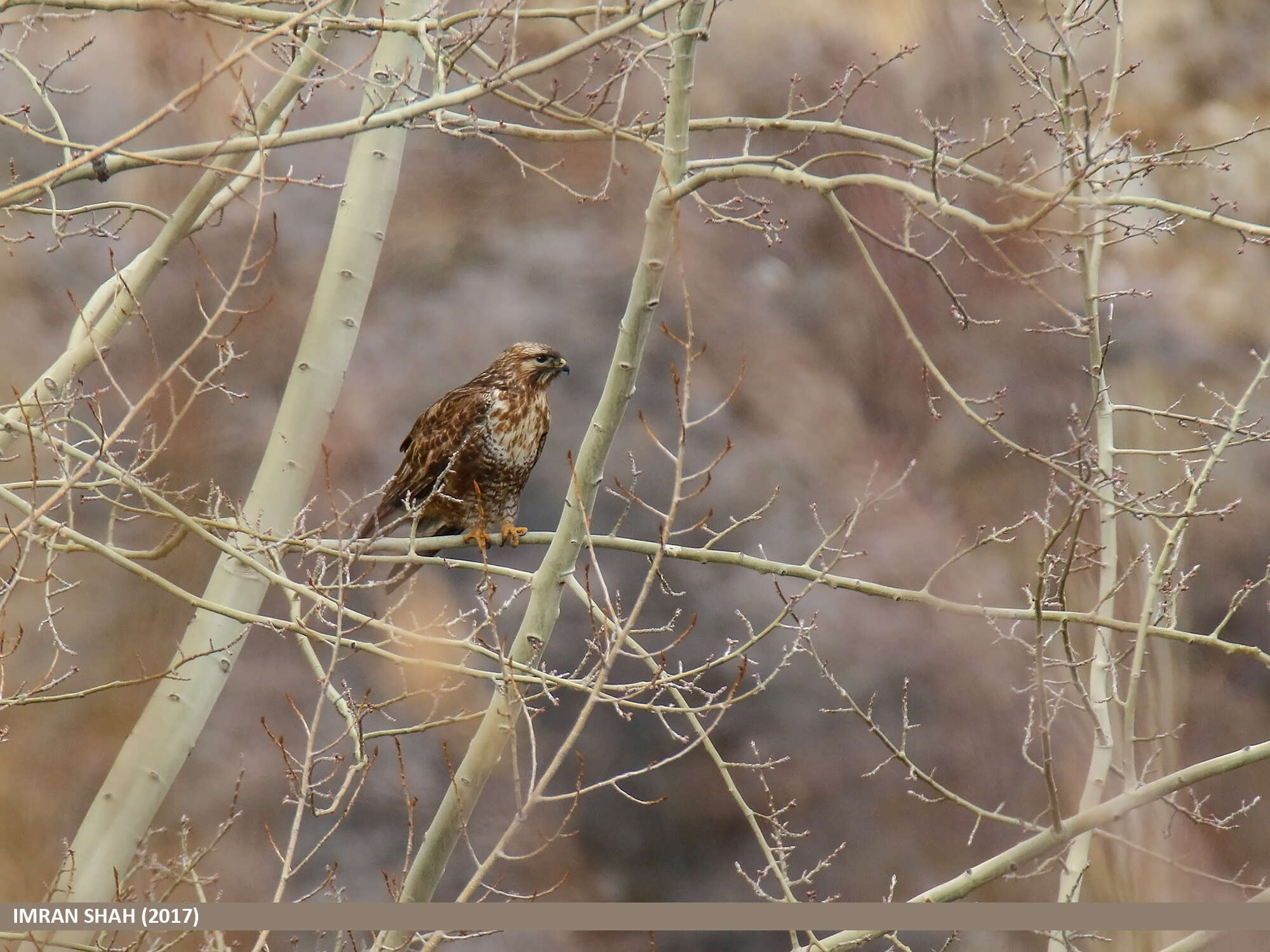 Imagem de Buteo burmanicus Hume 1875