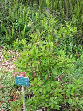 Image de Brunfelsia latifolia (Pohl) Benth.