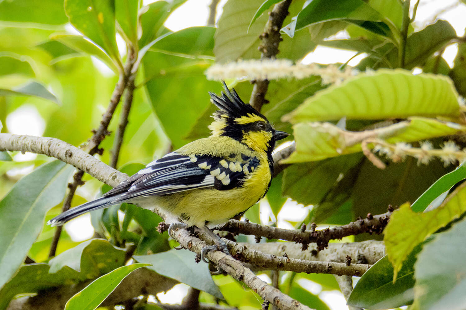 Image de Mésange à joues jaunes