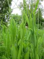 Lathyrus latifolius L. resmi