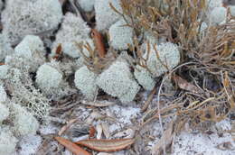 Слика од Cladonia evansii Abbayes