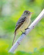 Image of Pacific-slope Flycatcher