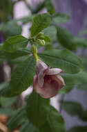 Image of purple allamanda