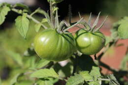 Image of tomato