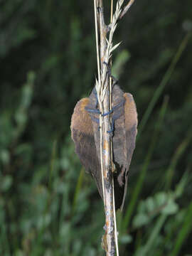 Imagem de Gastropacha quercifolia Linnaeus 1758