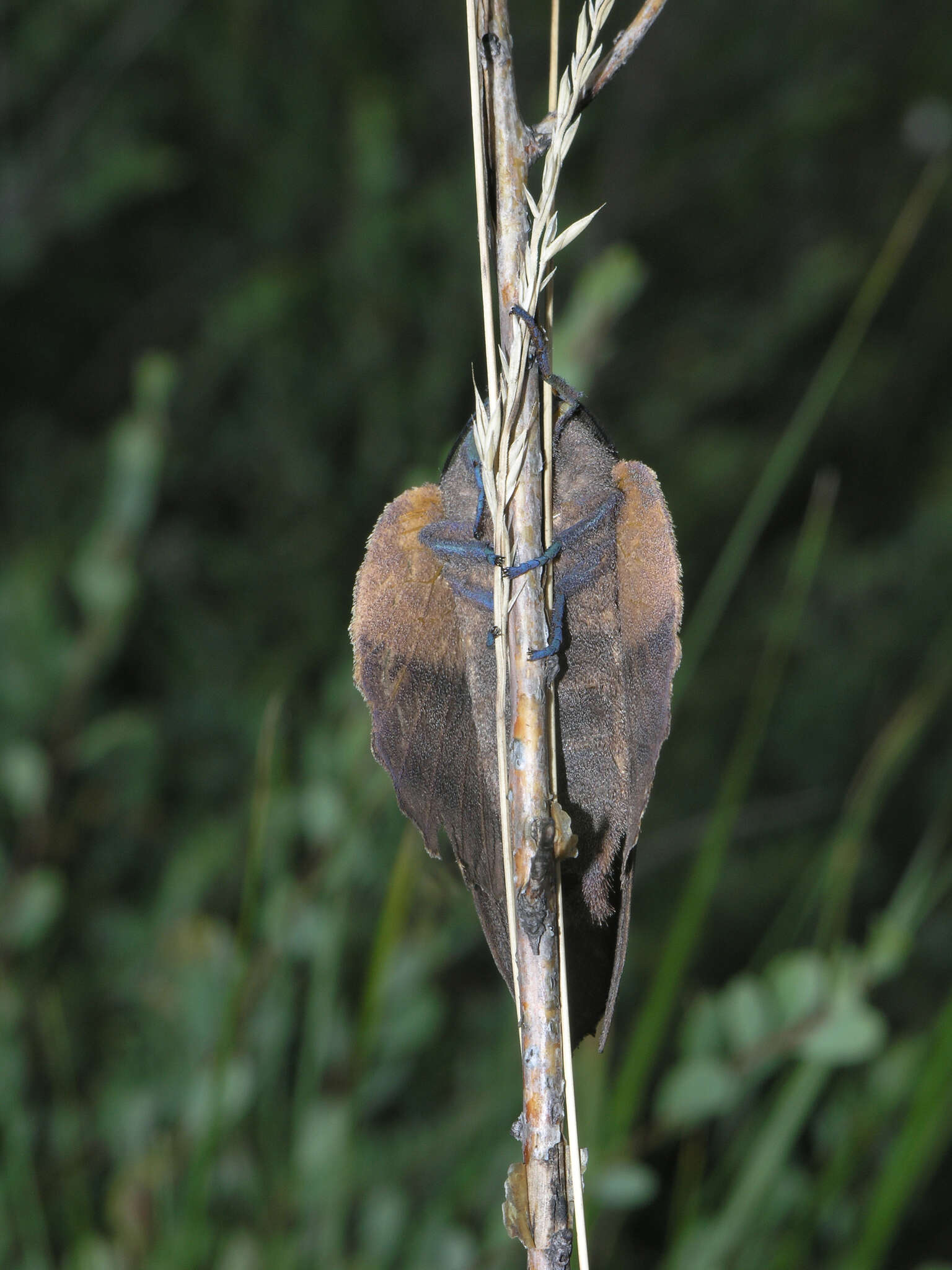 Image of lappet moth