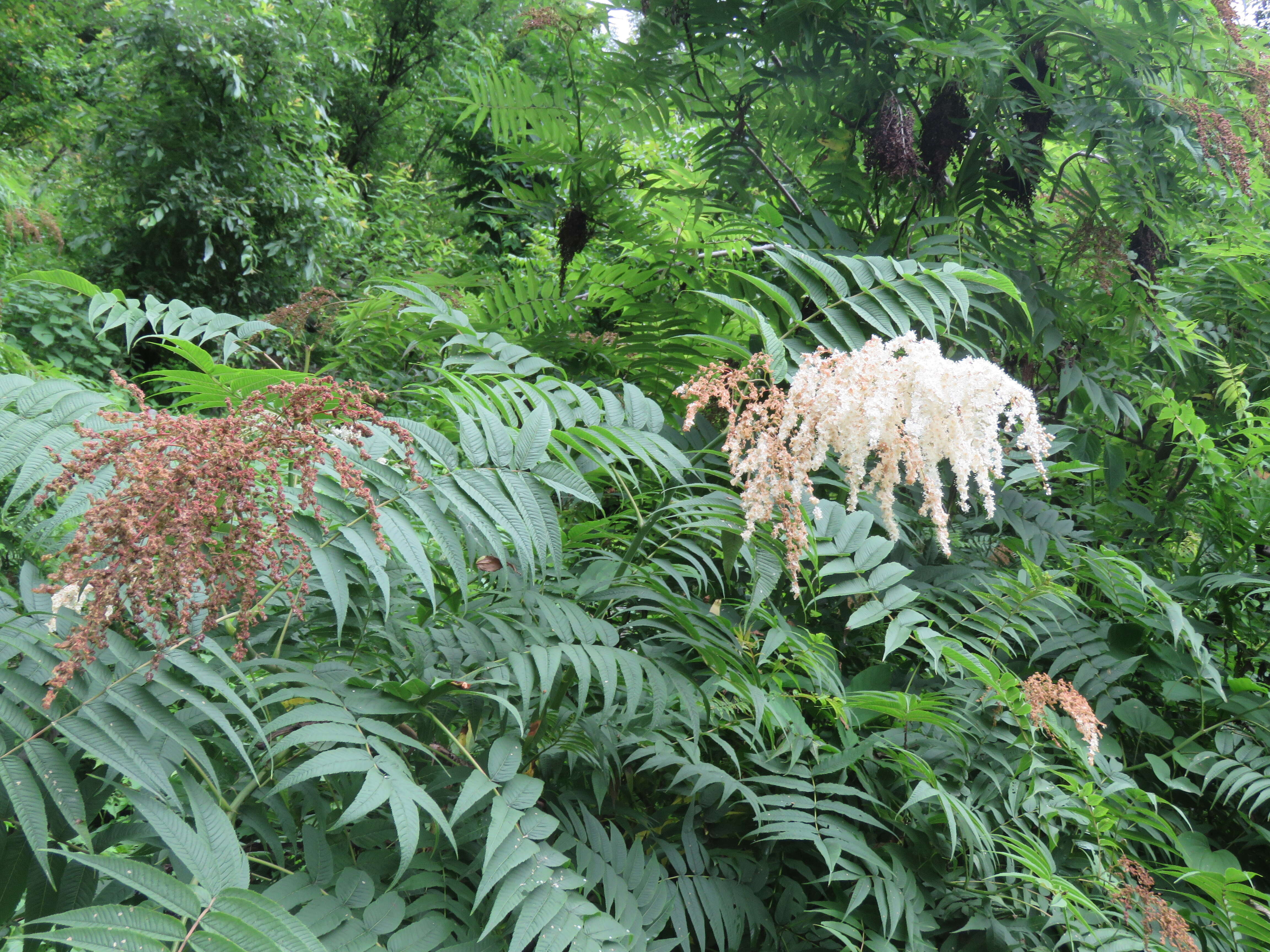 Image of Himalayan sorbaria