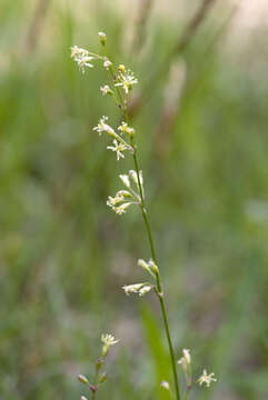 صورة Silene otites (L.) Wibel