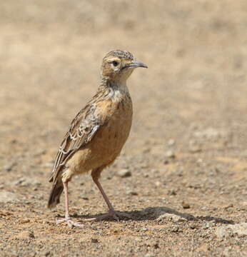 Imagem de Chersomanes Cabanis 1851