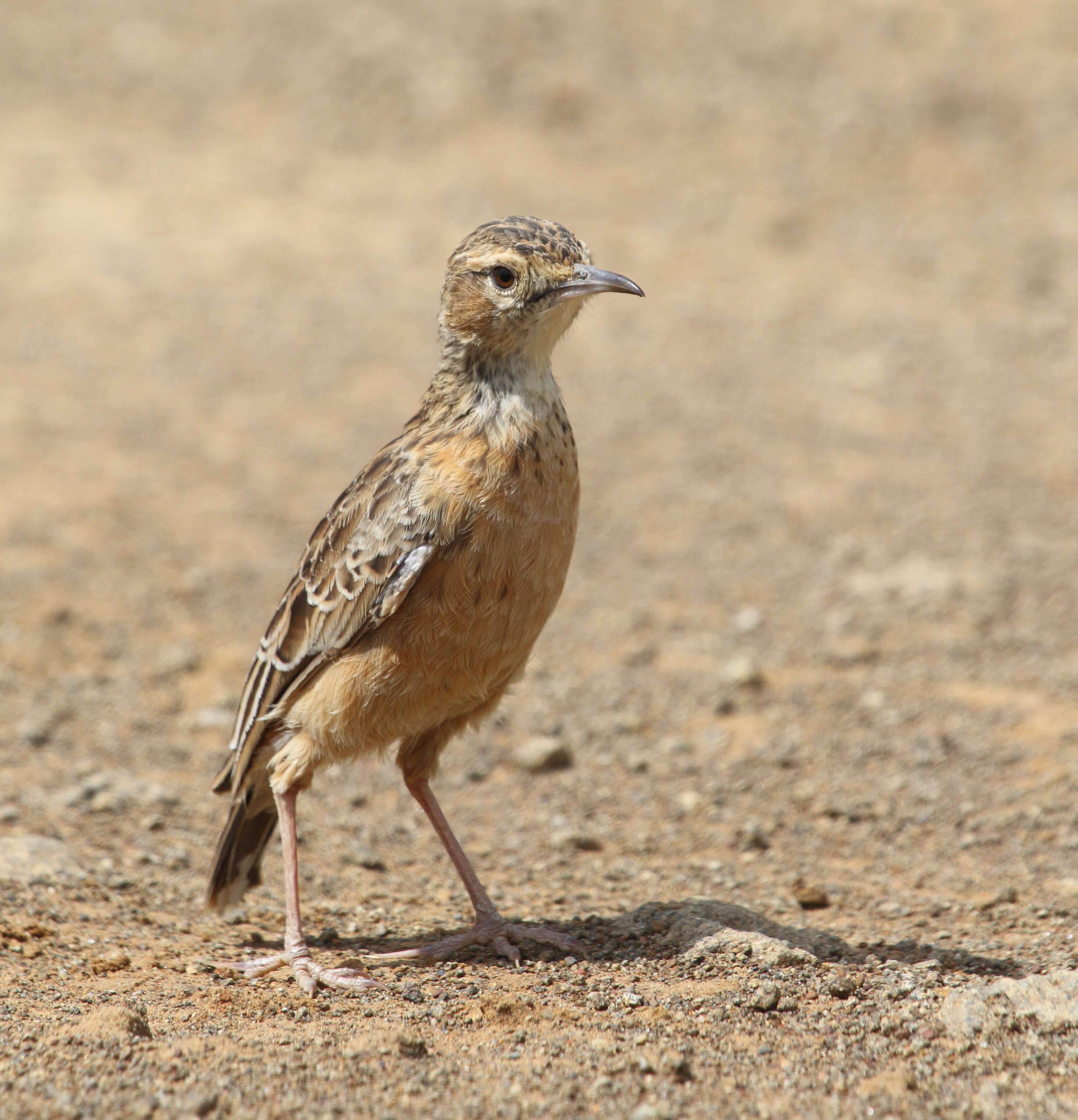 Imagem de Chersomanes Cabanis 1851