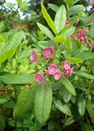 Image of sheep laurel