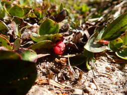 Gaultheria humifusa (R. Grah.) Rydb. resmi