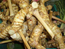 Image of greater galangal