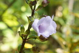 Image of Canterbury bells