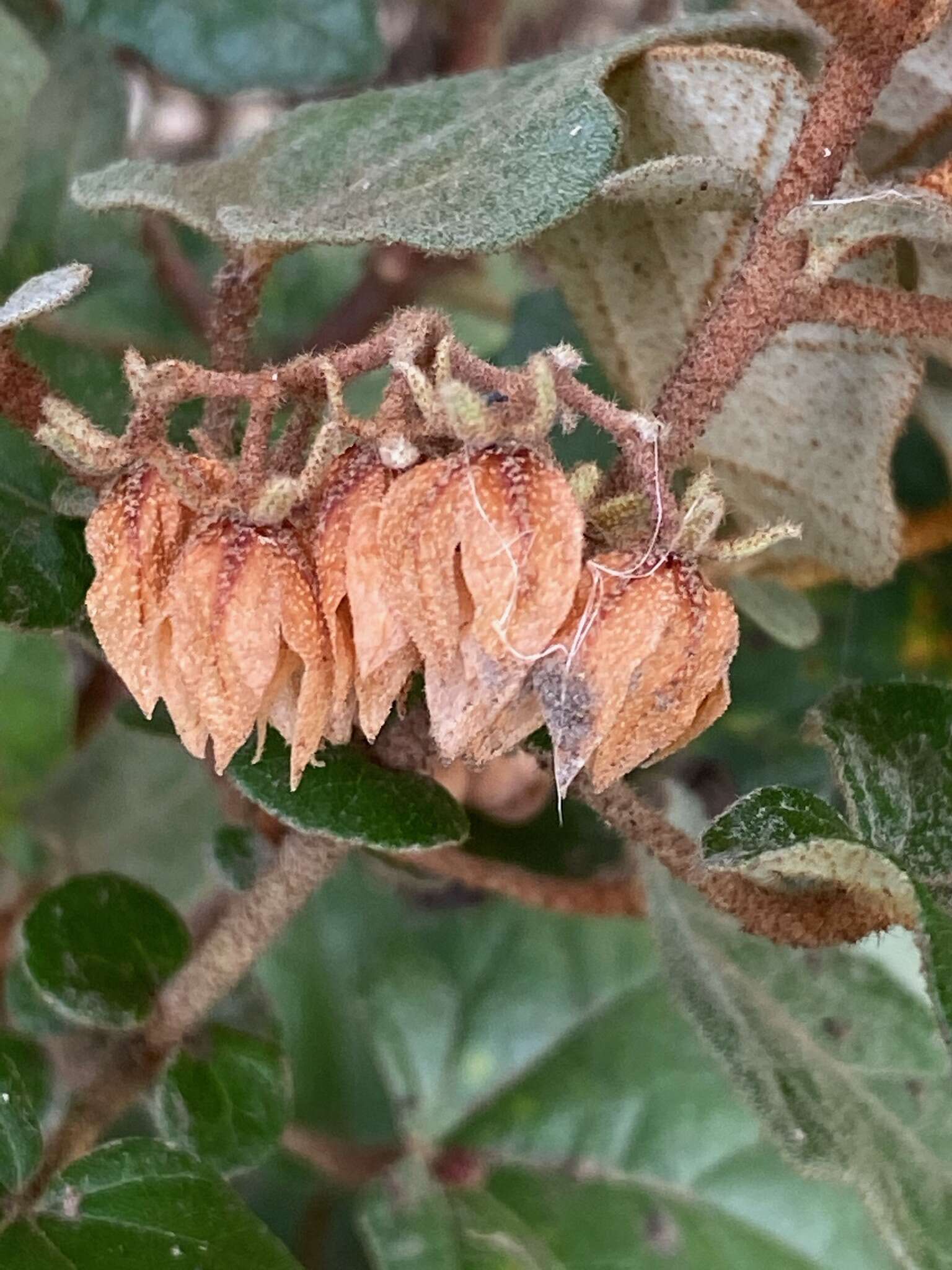 Image of Thomasia triphylla (Labill.) Gay