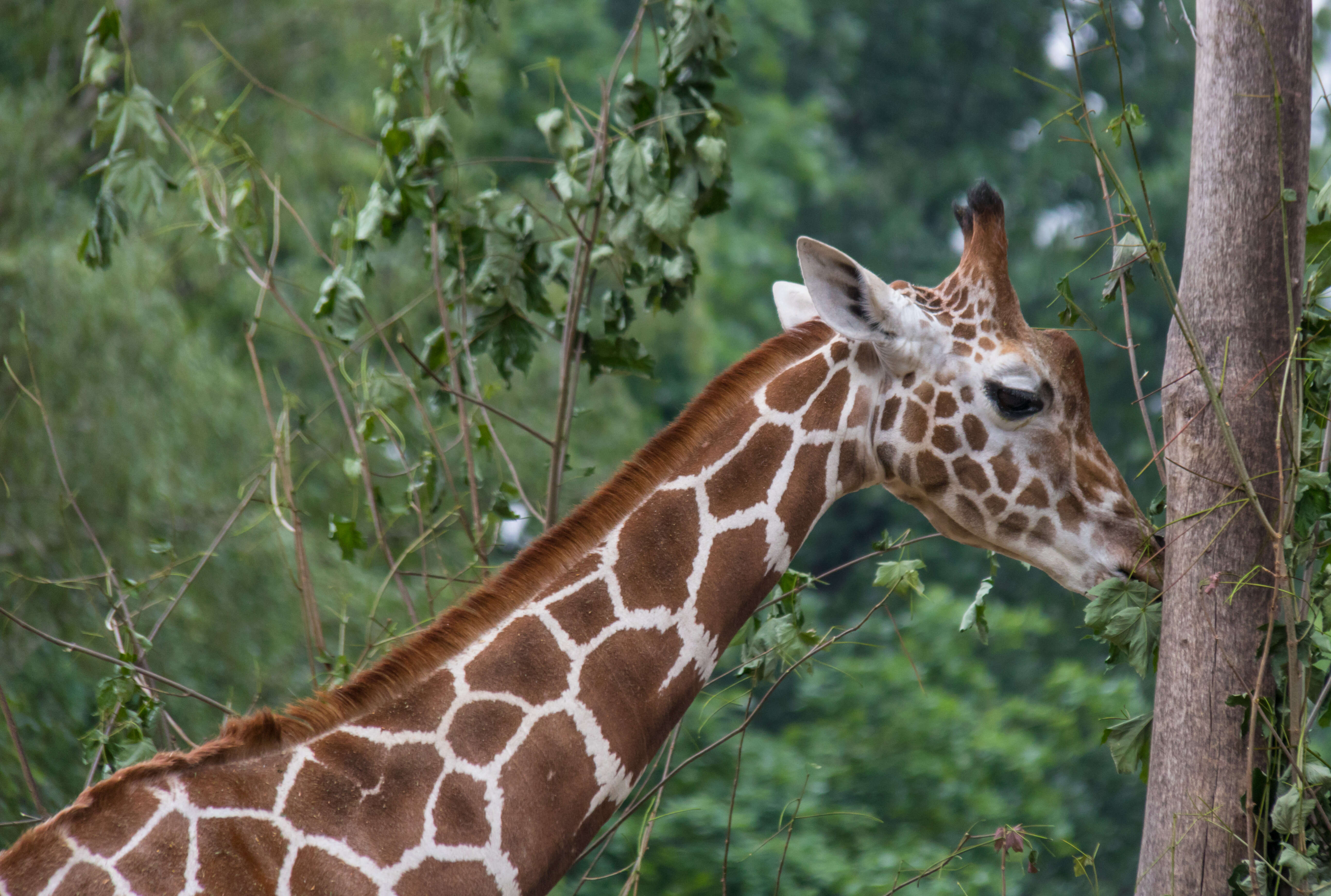 Image of Giraffe