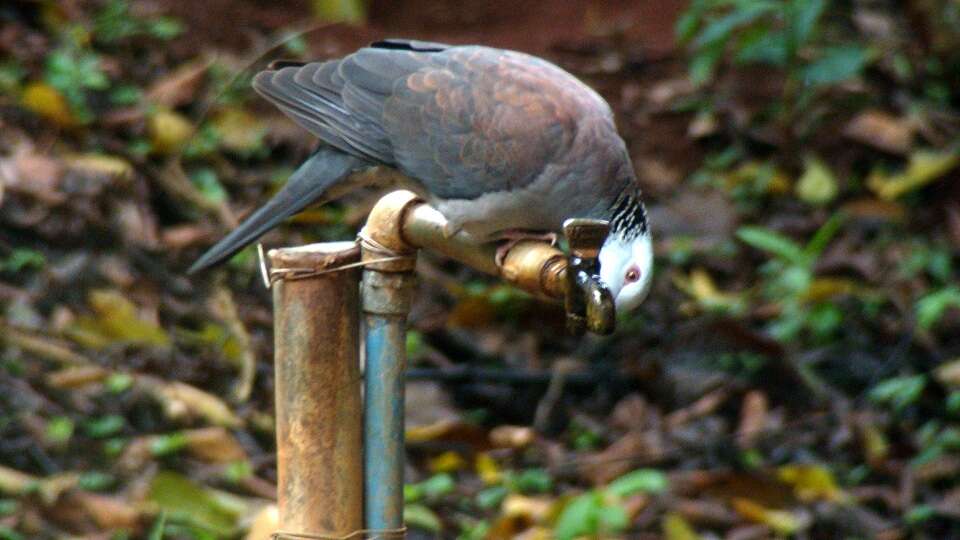 Image of Nilgiri Wood Pigeon