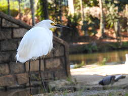 Image of Snowy Egret