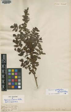 Image of Hypericum xylosteifolium (Spach) Robson