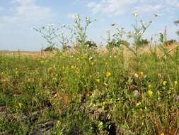 Image of hairy buttercup