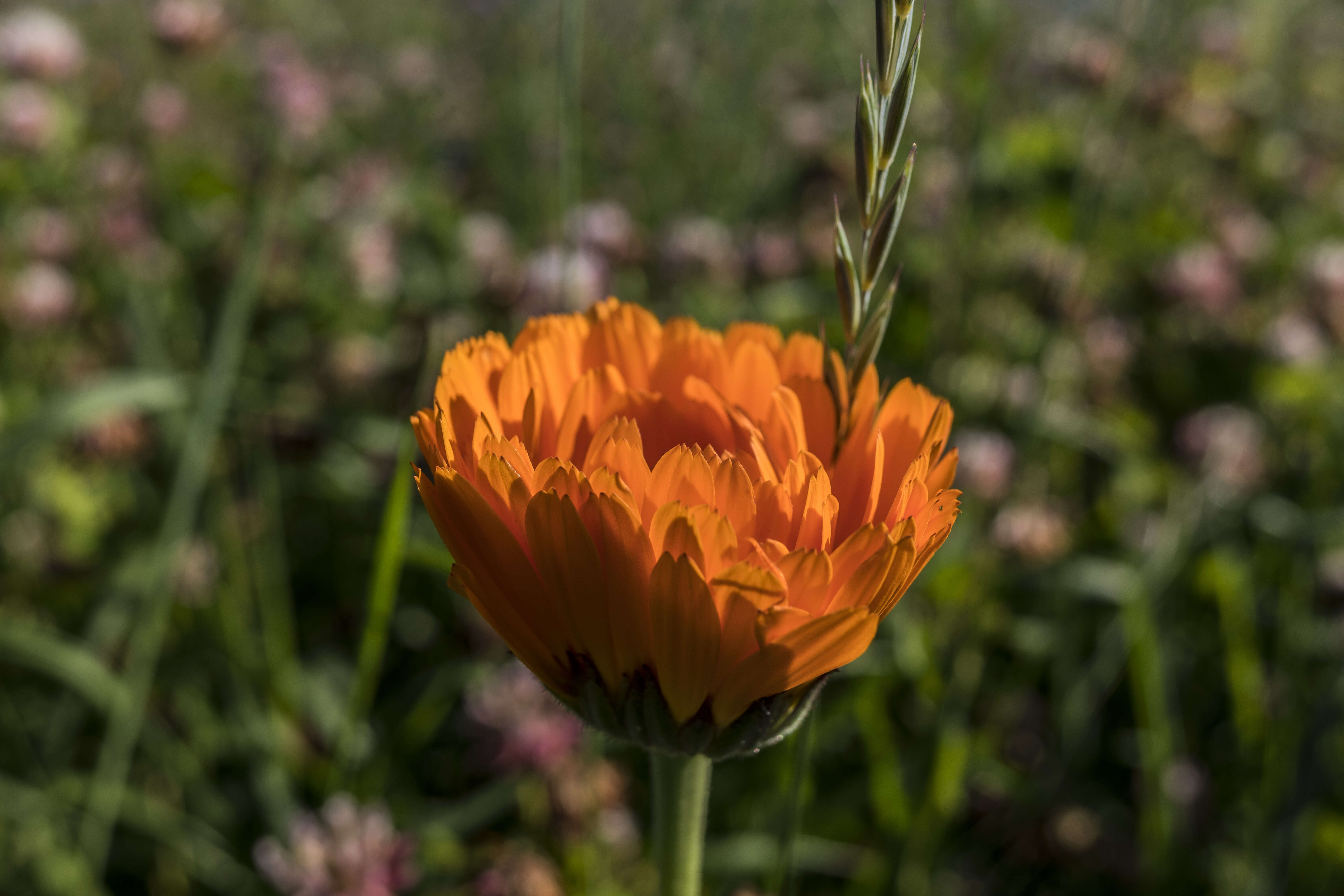 Image of pot marigold