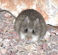 Image of Arizona cotton rat