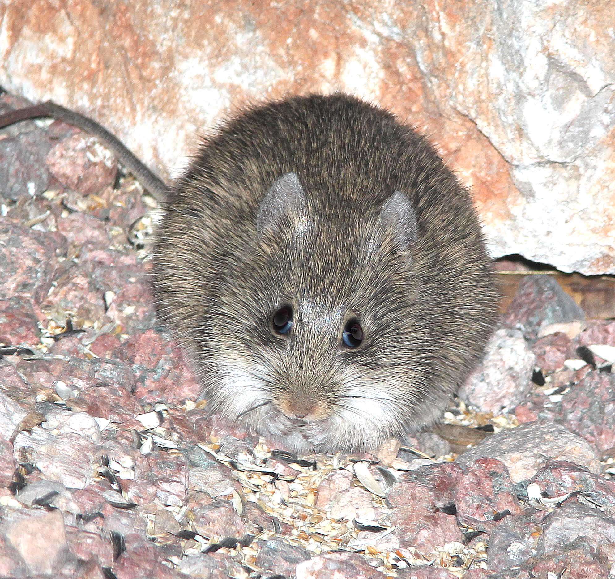Image of Arizona cotton rat