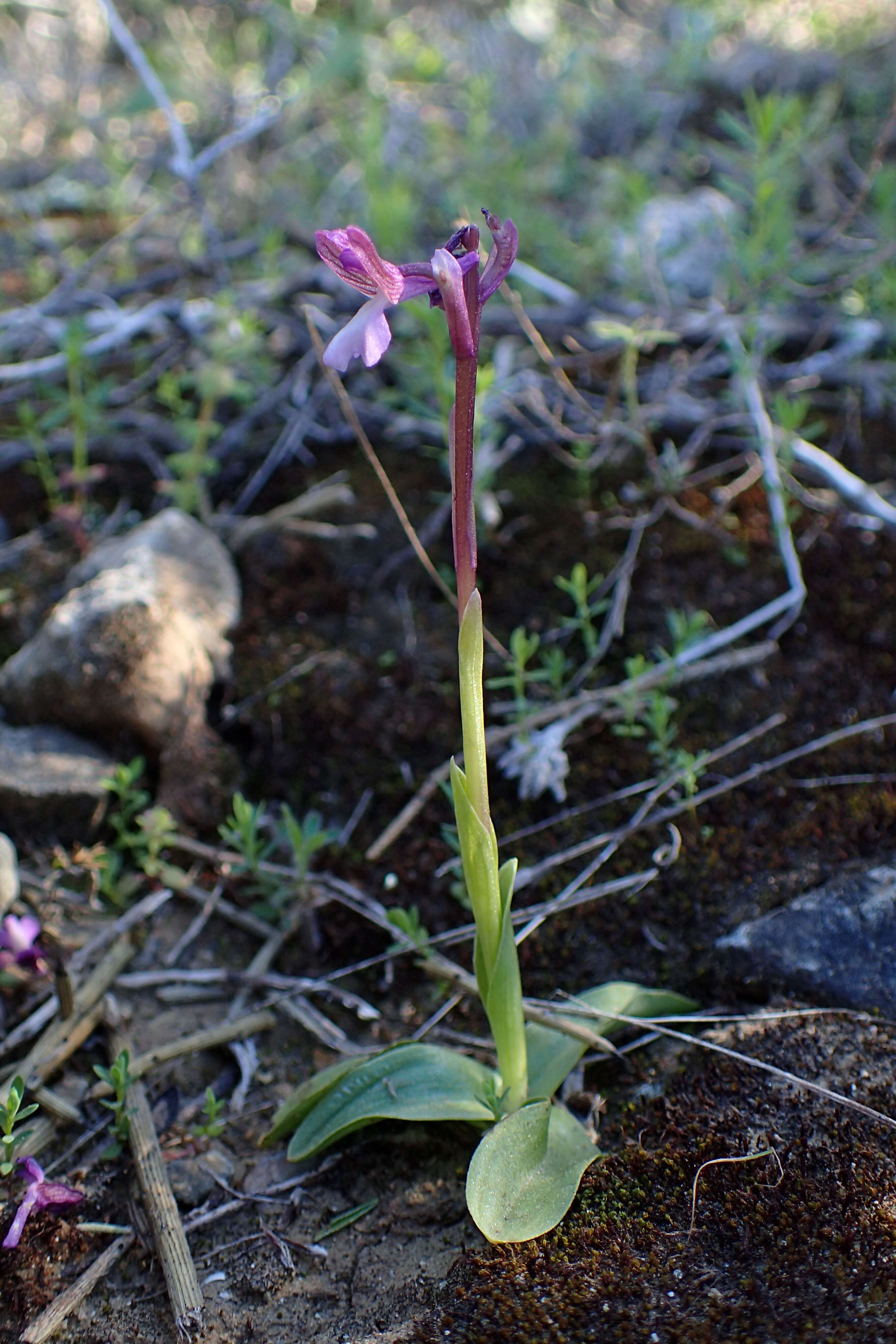 Image of Anacamptis morio subsp. syriaca (E. G. Camus) H. Kretzschmar, Eccarius & H. Dietr.