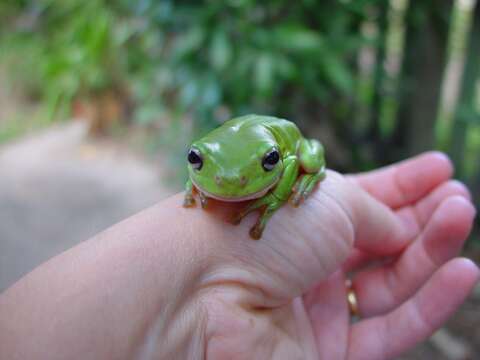 Image of Australian Green Treefrog