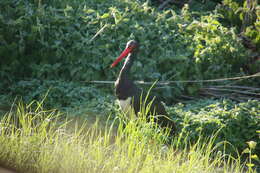 Image of Black Stork